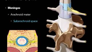 Spinal cord Meninges [upl. by Ocsecnarf]