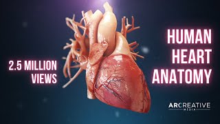 Human Heart Anatomy 3D Medical Animation [upl. by Acissaj235]