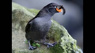 Auklets [upl. by Laurianne]