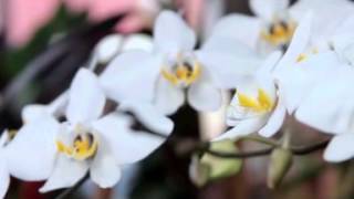 Phalaenopsis Amabilis  Orchid [upl. by Lurie]