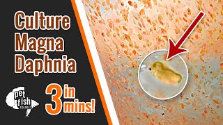 How to culture DAPHNIA MAGNA  The easy way [upl. by Suivatra]