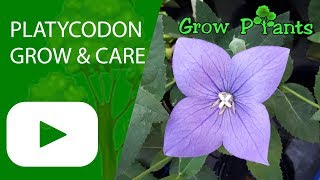 Platycodon  grow amp care Platycodon grandiflorus [upl. by Tirza]