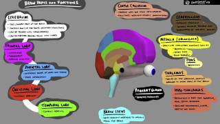 Brain Structure and Function  3D Animation [upl. by Egroj19]