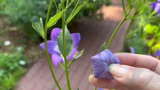 Balloon Flower Plant Profile [upl. by Muiram]