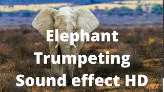 Elephant Trumpeting Sound effect HD [upl. by Aiyt501]