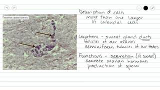 Stratified Cuboidal Epithelium [upl. by Kerri860]