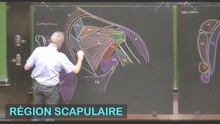 Anatomie de la région scapulaire Membre supérieur 3 [upl. by Erek764]