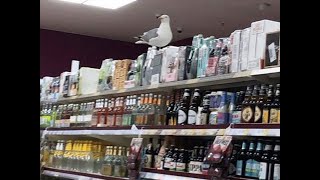 Animals Shoplifting Compilation 70820A [upl. by Anirbaz]