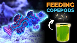 Harvesting Copepod Culture to Feed Mandarin Dragonet  Blue Reef Tank [upl. by Enytsirk417]