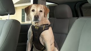 Kurgo Impact Dog Car Harness [upl. by Wendelina560]