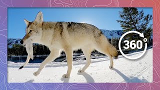 Coyote Carries an Ermine Weasel in Its Jaws  Wildlife in 360 VR [upl. by Iveksarap826]