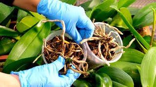 Orchids rescue Reviving very sick orchids [upl. by Letizia]