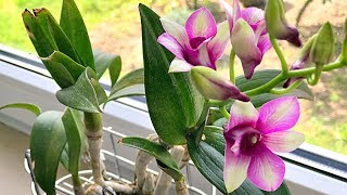 How to Grow Orchids Growing Orchids Orchid Care [upl. by Innaig]