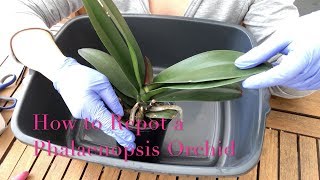 Repotting a Phalaenopsis Orchid  Beginner Care Tips [upl. by Hooper24]