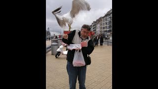 Seagulls Attack and its Hilarious [upl. by Anama]