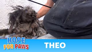 A terrified abandoned dog gets rescued His transformation will warm your heart story [upl. by Gnous244]