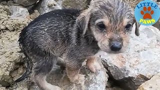 Heartbreaking Video Rescue Abandoned Homeless Puppies [upl. by Irvin]