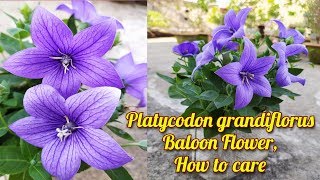 Platycodon grandiflorus  Baloon Flower Growing amp Care [upl. by Akemej]