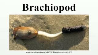 Brachiopod [upl. by Mutua]