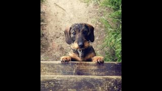 Dogs React To Finding Cats Sleeping In Their Beds [upl. by Huskey]