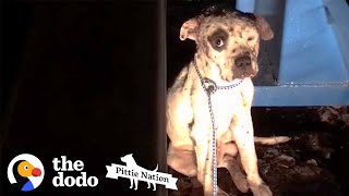 Pit Bull Rescued from Dogfighting Now Lives Like a King  The Dodo Pittie Nation [upl. by Mackey]