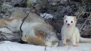 Cute But Deadly Weasel  Animal Attacks  Love Nature [upl. by Oisorbma]