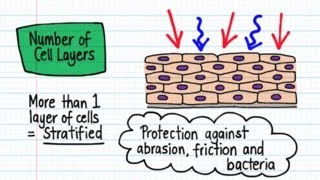 Classification of Epithelia  Drawn amp Defined [upl. by Nee]