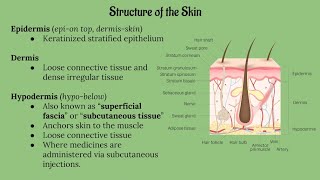 Integumentary System Lecture CHAPTER 5 [upl. by Wauters]