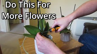 How to get your Phalaenopsis orchids to flower again [upl. by Rodgiva]