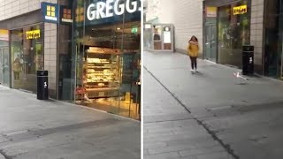 Hilarious Moment Seagull Steals Crisps From Shop [upl. by Ahsym]