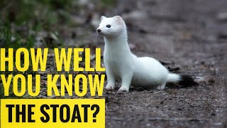 Stoat  Description Characteristics and Facts [upl. by Anytsirhc407]