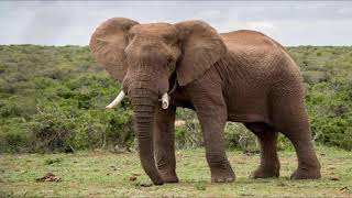 Elephant Trumpet  Sound Effect  Download Link [upl. by Monetta]