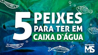 5 peixes para criar em caixa dágua  aquaponia [upl. by Acceb]