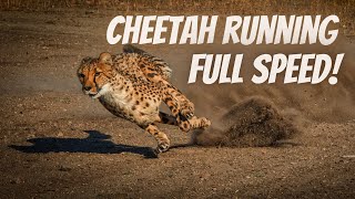 Cheetah Running Full Speed  True Facts [upl. by Ahsaela]