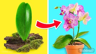 Easy orchid propagation methods How to grow orchids at home [upl. by Pettit]