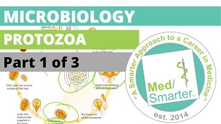 Protozoa  Microbiology  USMLE STEP 1  Part 1 of 3 [upl. by Kienan]