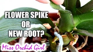 How to tell an Orchid flower spike from a root  Phalaenopsis [upl. by Jared]