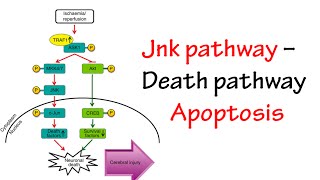 Jnk Pathway [upl. by Nirak486]