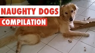 Naughty Dogs Video Compilation 2016 [upl. by Akkeber]