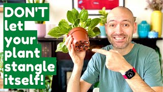 How To Fix A Rootbound Philodendron Birkin [upl. by Burtis465]