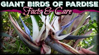 All About The Giant Birds Of Paradise  How to Care for Strelitzia Nicolai White Birds Of Paradise [upl. by Etaner]