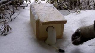 Ermine Trapping  Weasel [upl. by Izaak990]