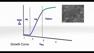 【細胞培養の基礎】vol5 細胞の増殖 [upl. by Lirrad]