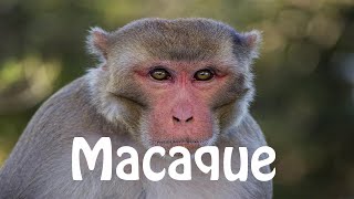 How To Pronounce Macaque [upl. by Bradwell]