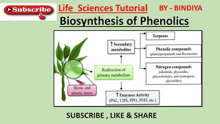 Biosynthesis Of Phenolics Shikimic Acid Pathway [upl. by Rollie]