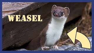 Scheming weasel sounds in old wooden house [upl. by Demahom670]