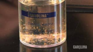 How to Care for Daphnia [upl. by Lama]