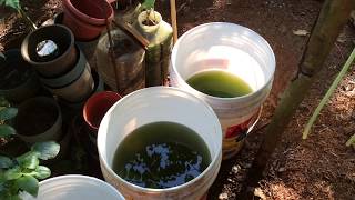 How to grow Green Water Algae [upl. by Ardnoid]