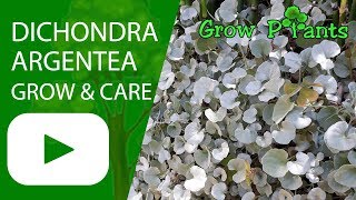 Dichondra argentea  grow and care Silver falls [upl. by Ynohtnad383]