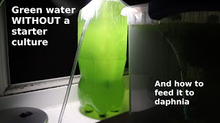 Green Water WITHOUT a Starter Culture  From Scratch  How To [upl. by Eenet]